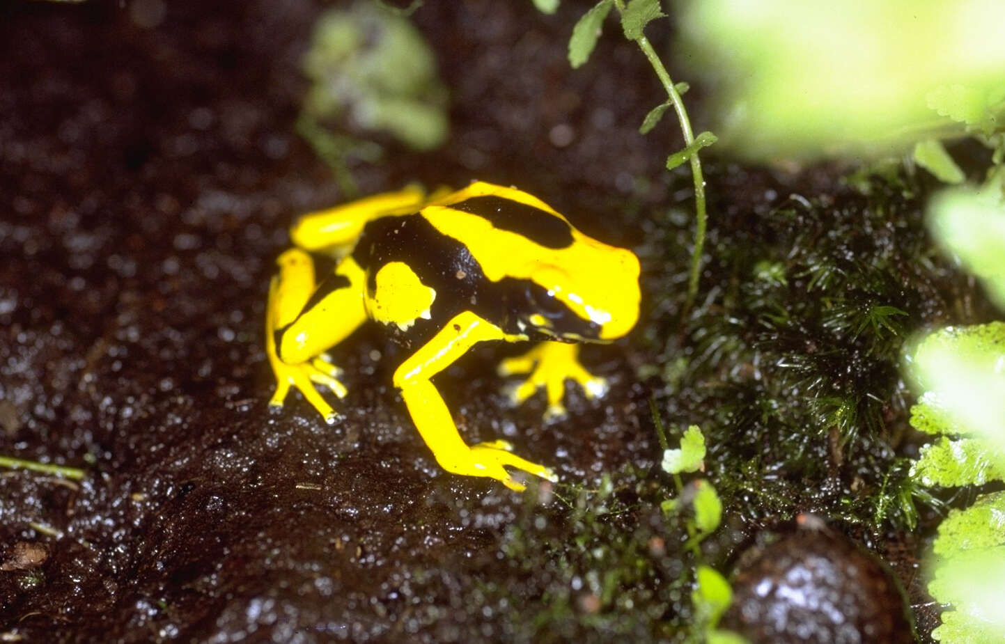 Image of Dyeing Poison Frog