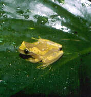 Image of Hourglass Treefrog