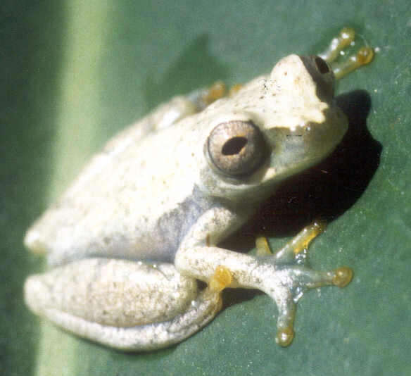 Image of Dendropsophus luteoocellatus (Roux 1927)