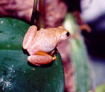 Image of San Carlos Treefrog