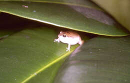 Image of Johnstone's Robber Frog