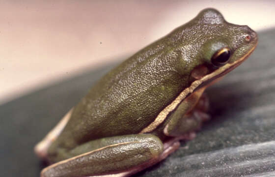 Image of American Green Treefrog