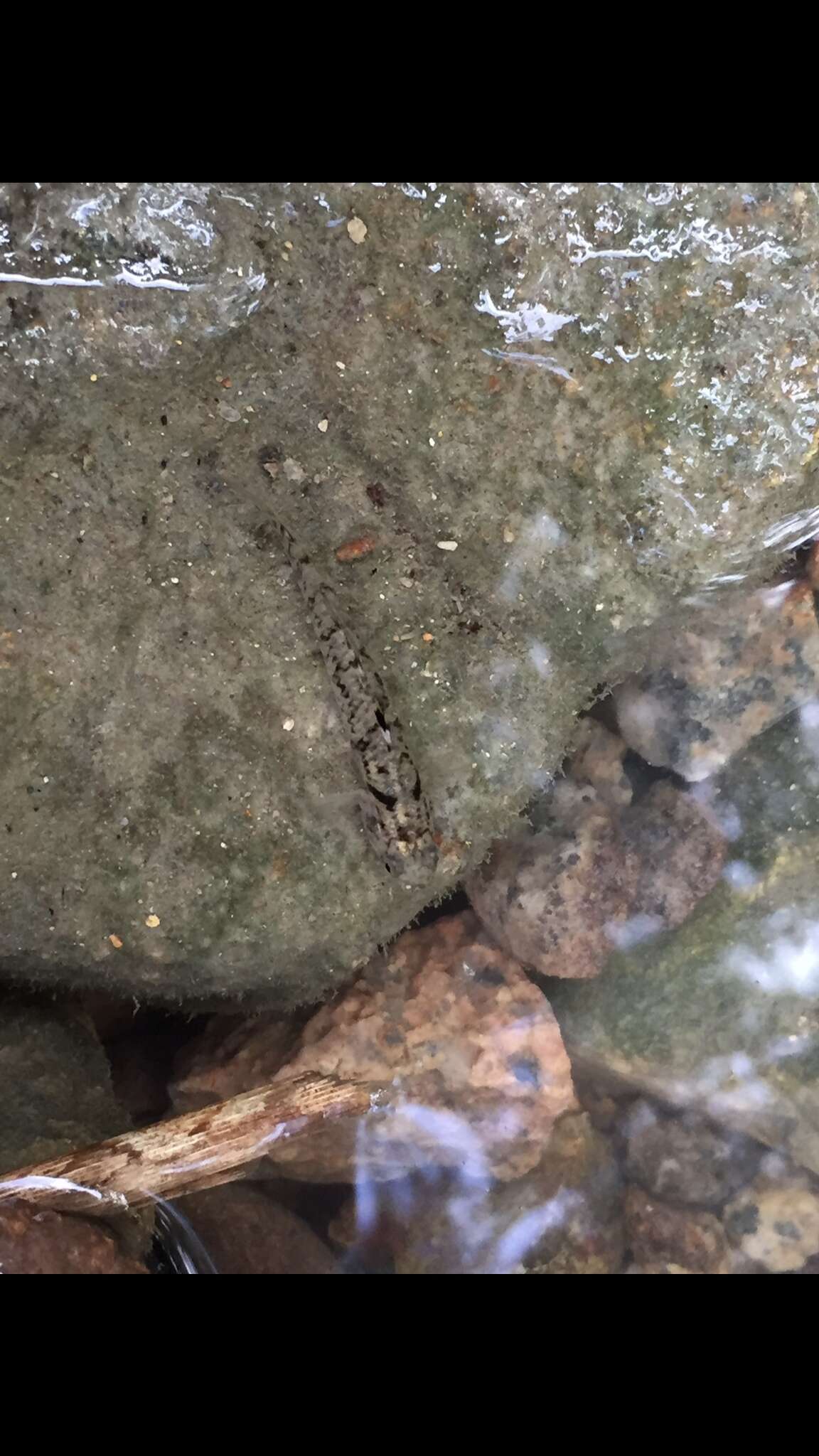 Image of Yellowstripe goby