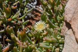 Image of Mesembryanthemum oculatum N. E. Brown