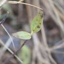 Image of Jesuit's bark