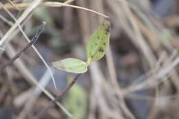 Image of Jesuit's bark