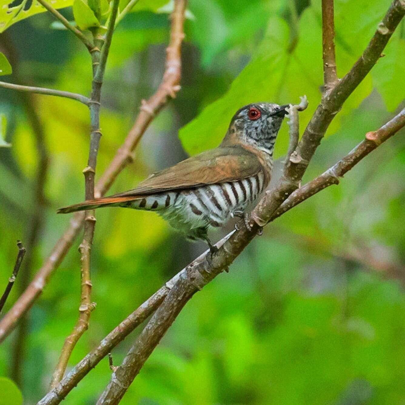 Image of Little Bronze Cuckoo