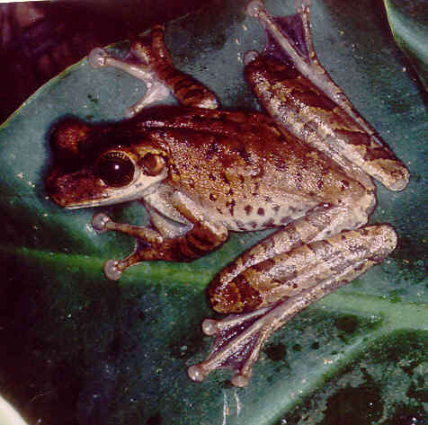 Image of Manaus slender-legged treefrog