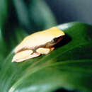 Phrynomedusa marginata (Izecksohn & Cruz 1976)的圖片
