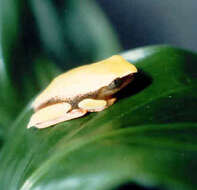 Image of Phrynomedusa marginata (Izecksohn & Cruz 1976)