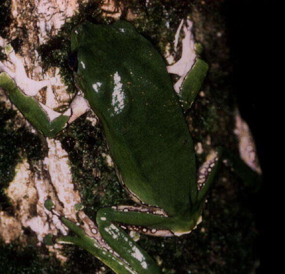 Image of Giant leaf frog