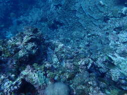 Image of Herringbone Butterflyfish