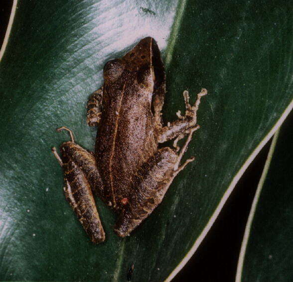 Image of Pristimantis gutturalis (Hoogmoed, Lynch & Lescure 1977)