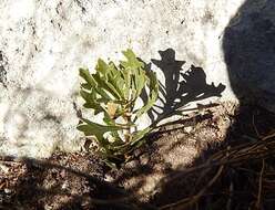 Image of Morella quercifolia (L.) D. J. B. Killick
