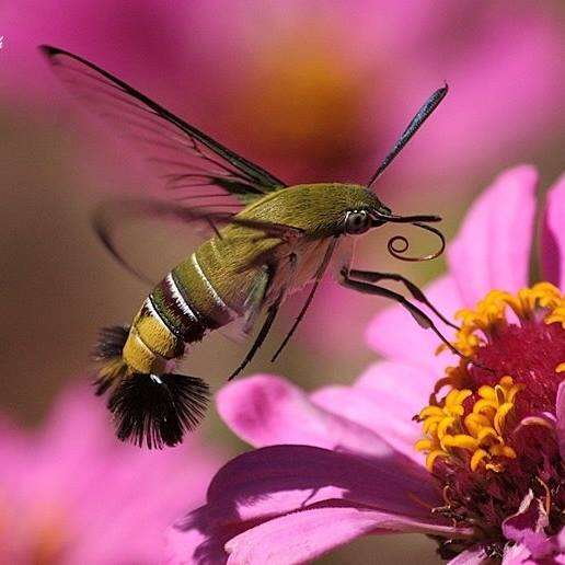 Image of Coffee Clearwing