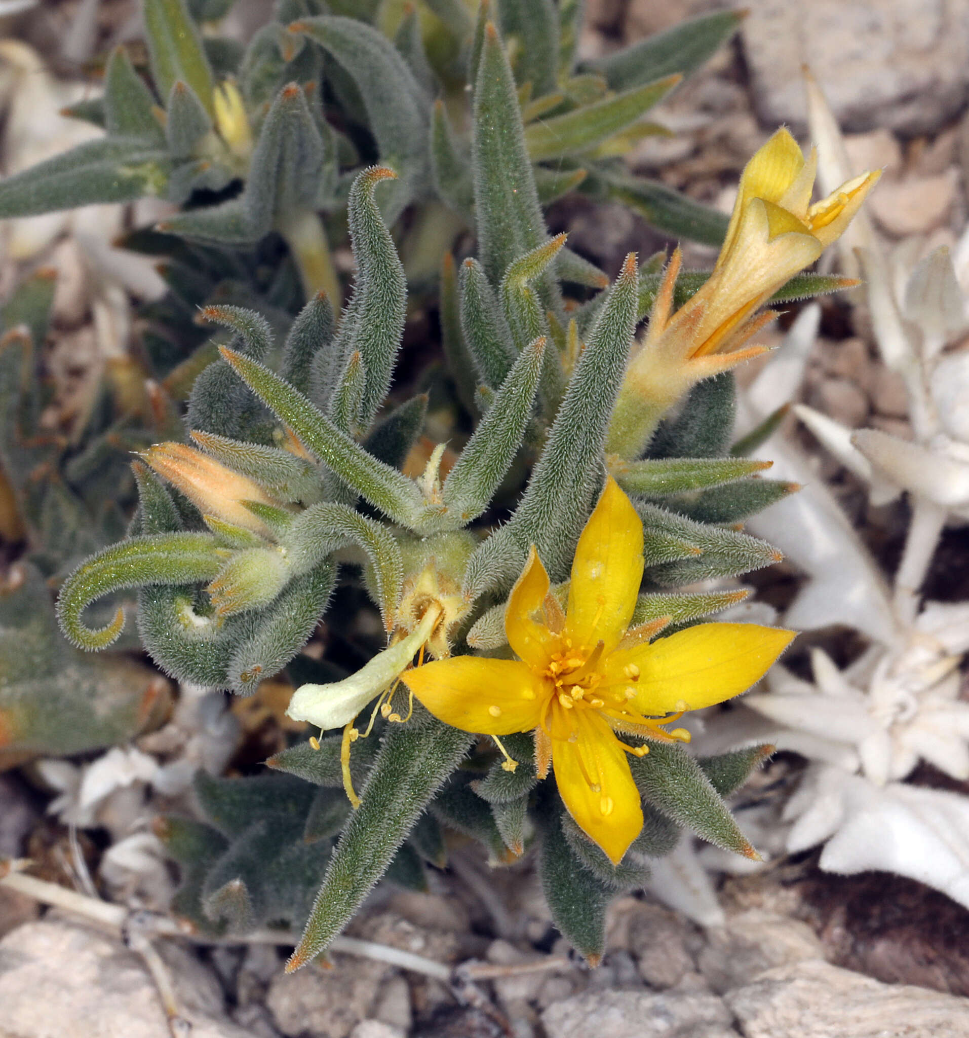 Image of Torrey's blazingstar