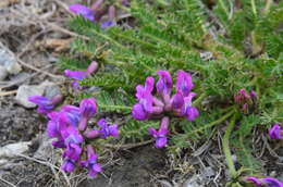 Image de Oxytropis middendorffii Trautv.