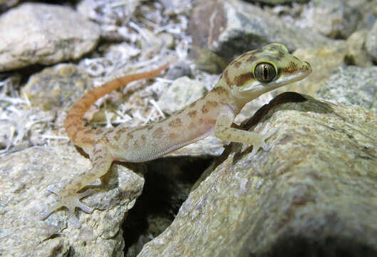 Image of Richtersveld Gecko