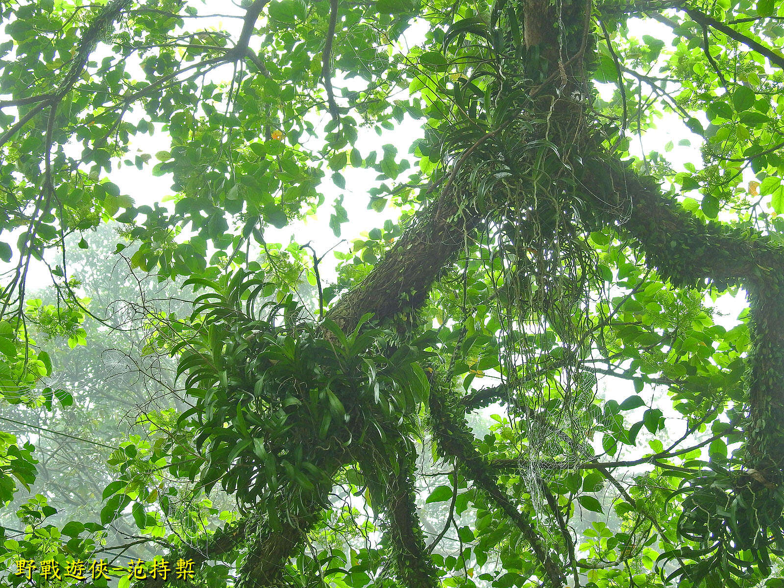 Image of Cleisostoma paniculatum (Ker Gawl.) Garay