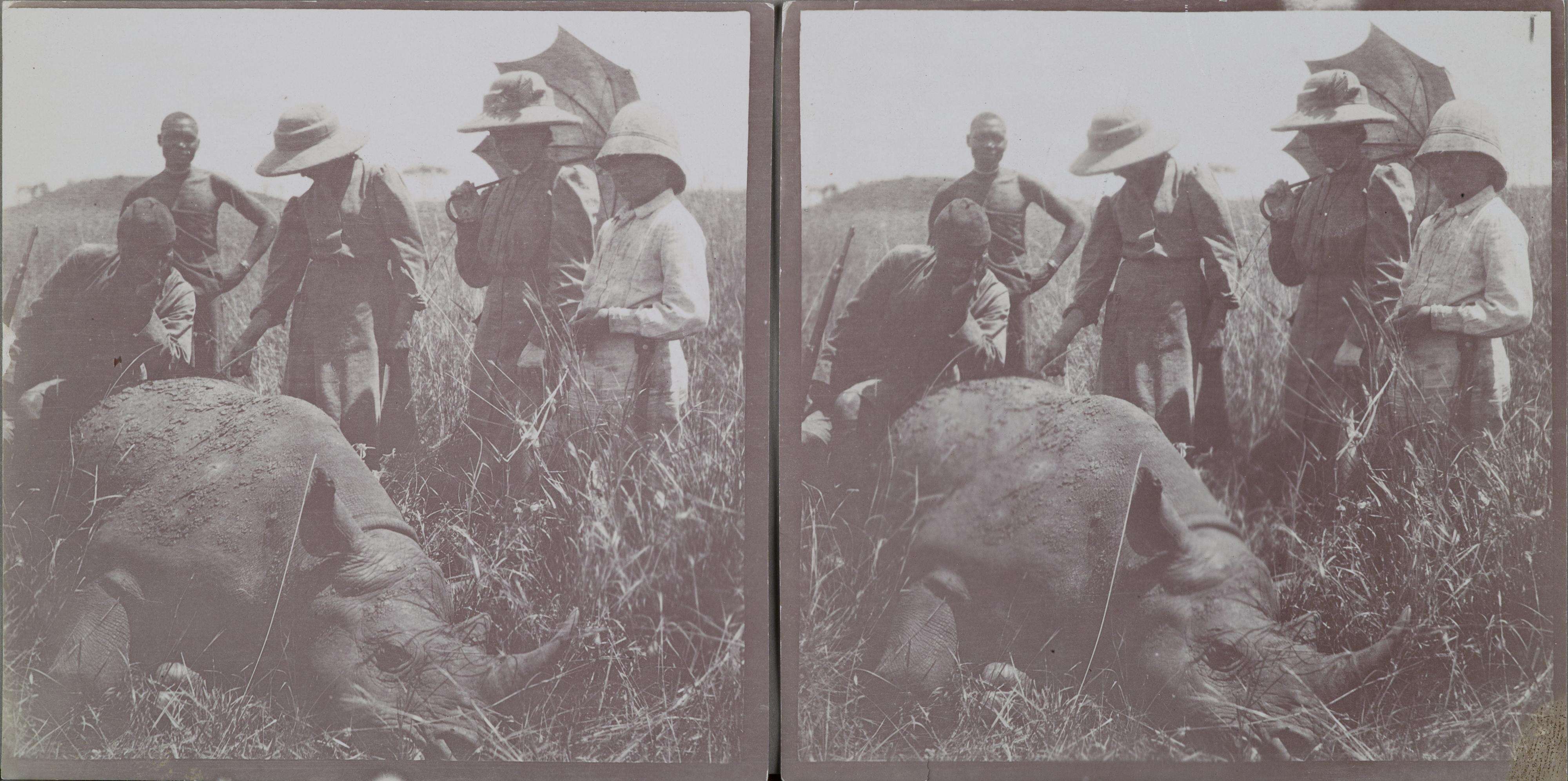 Image of Black Rhinoceros