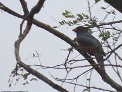 صورة Trogon melanurus Swainson 1838