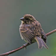 Image of Streaky Seedeater