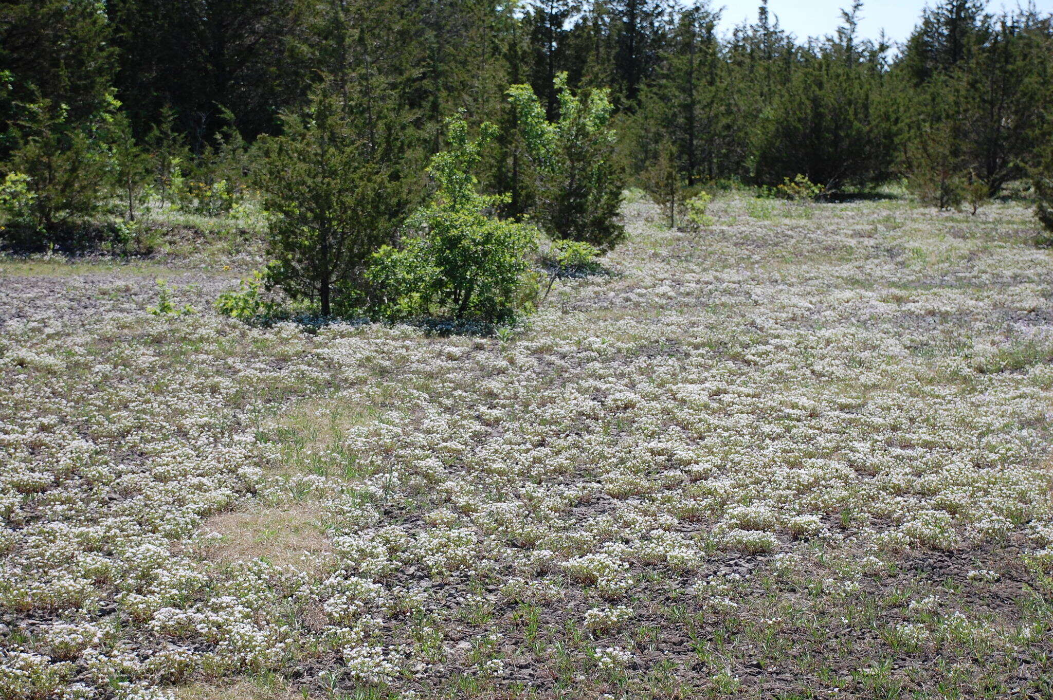 Image of Canadian summer bluet