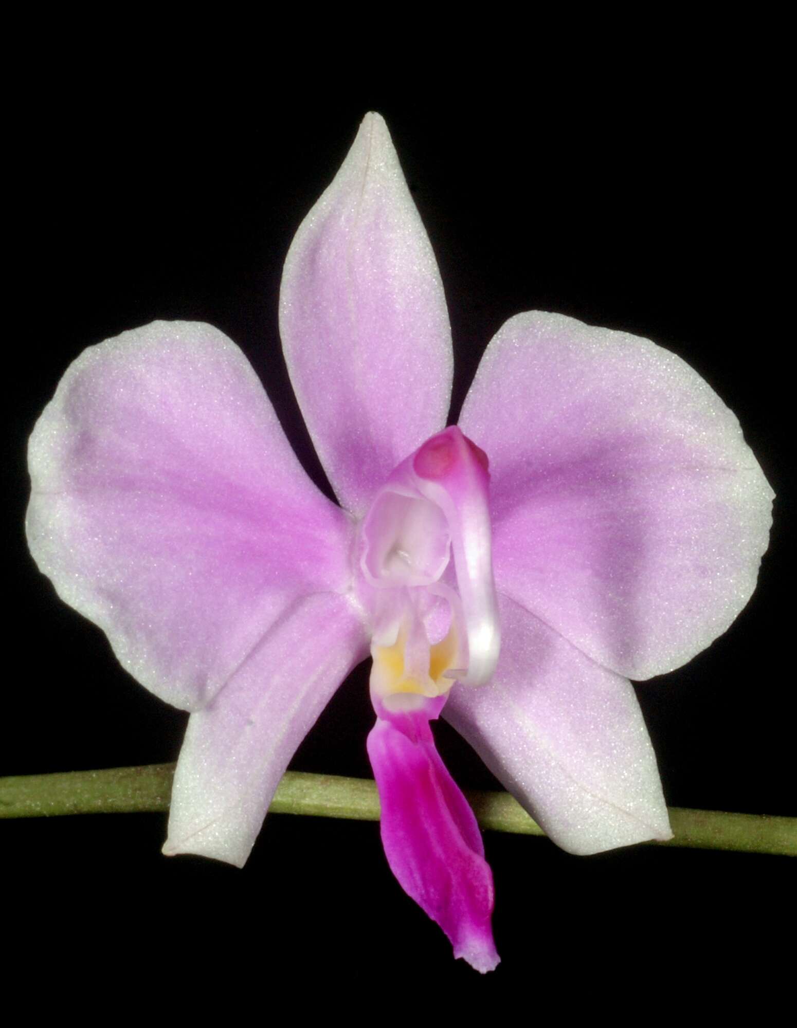 Phalaenopsis lowii Rchb. fil.的圖片