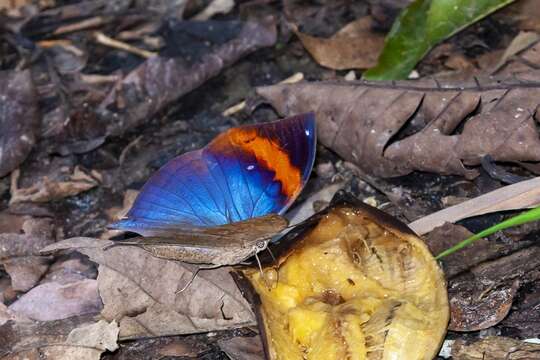 Image of Indian leafwing