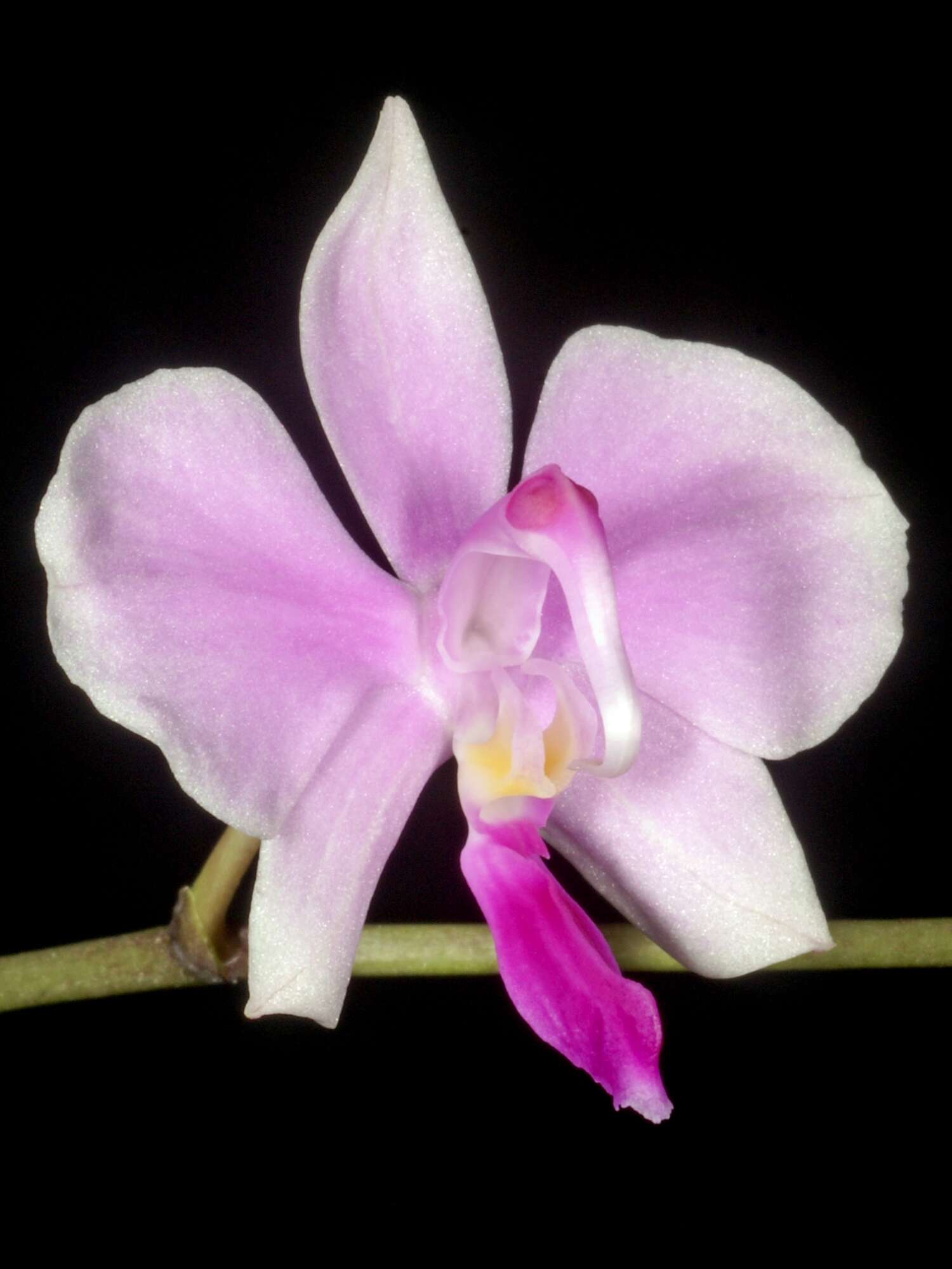 Phalaenopsis lowii Rchb. fil.的圖片