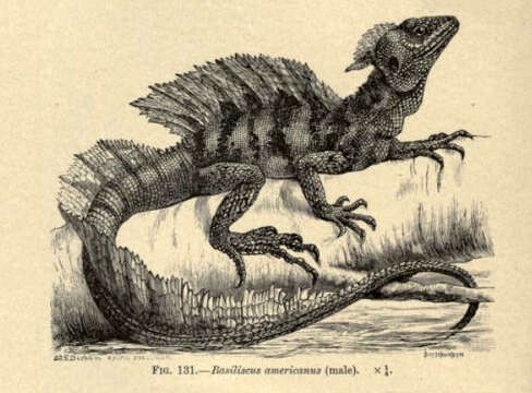 Image of Common Basilisk