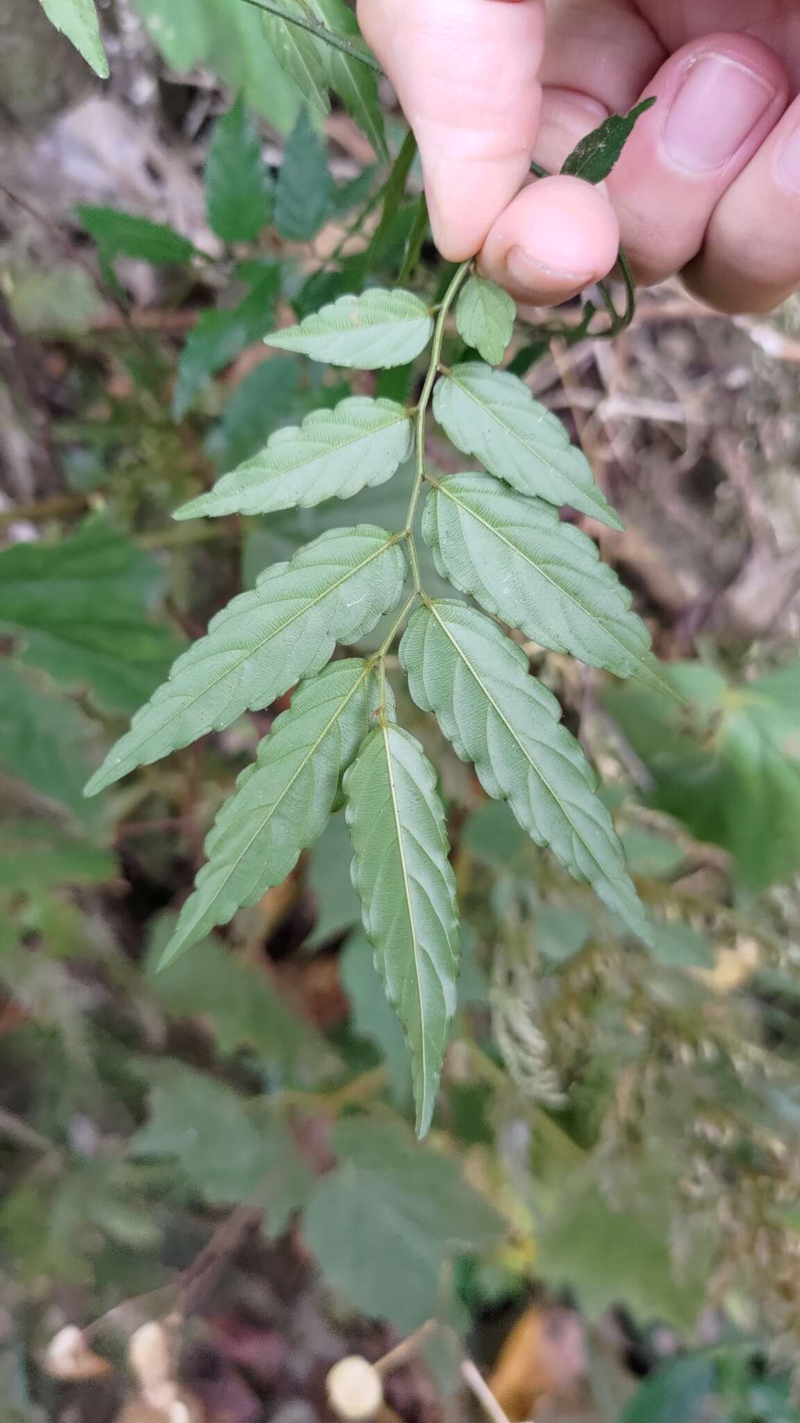 Imagem de Ventilago leiocarpa Benth.