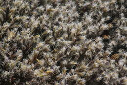 Image of racomitrium moss