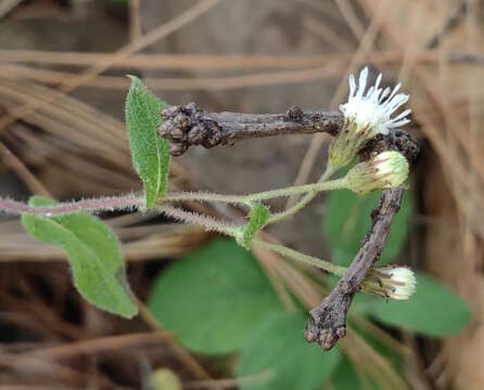 Archibaccharis auriculata (Hemsl.) G. L. Nesom resmi