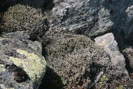 Image of racomitrium moss