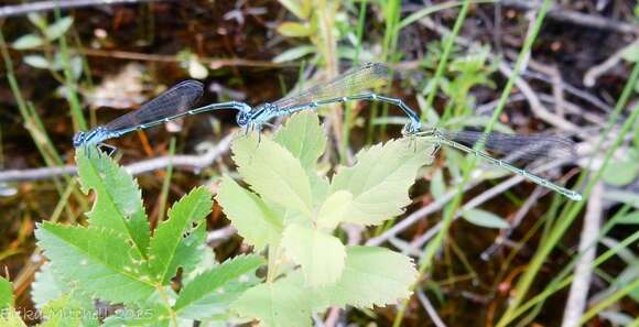 Image of Stream Bluet