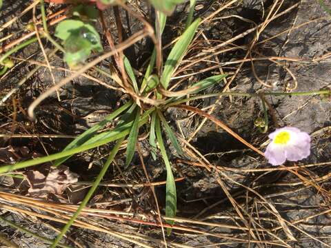 Image of Crowfoot-Alisma