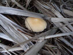 Image of Candolleomyces candolleanus (Fr.) D. Wächt. & A. Melzer