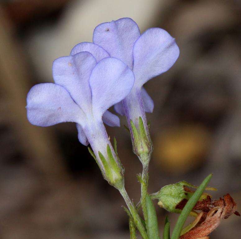 Image of Pine-leaf Lobelia