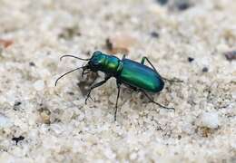 Image of Cicindela (Cicindela) scutellaris unicolor Dejean 1825