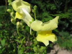 Image of garden snapdragon