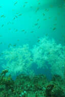 Image of Yellow-and-black Triplefin