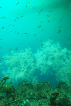 Image of Yellow-and-black Triplefin