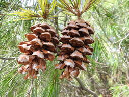 Image of Pince's Pinyon Pine