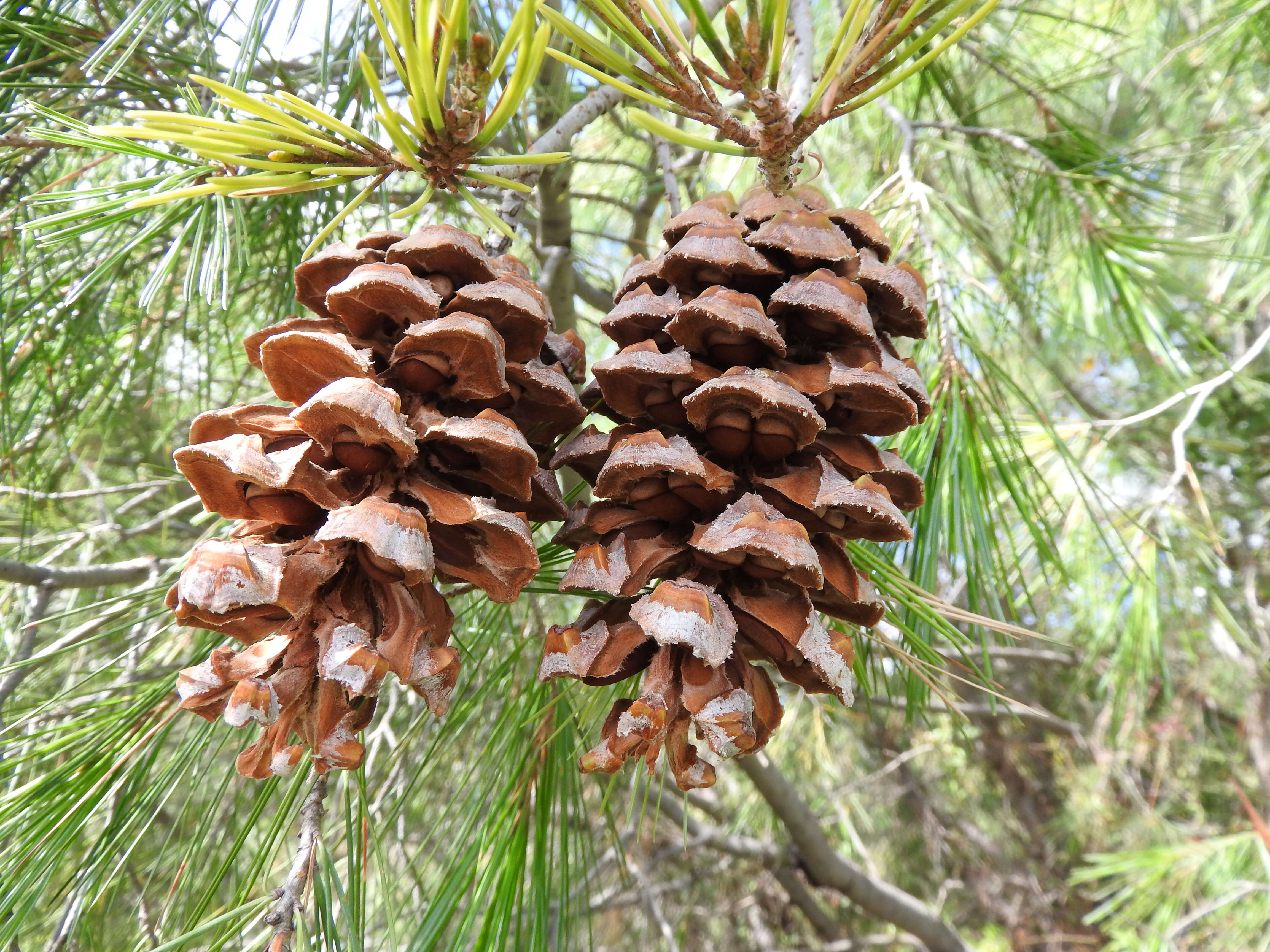 Image of Pince's Pinyon Pine