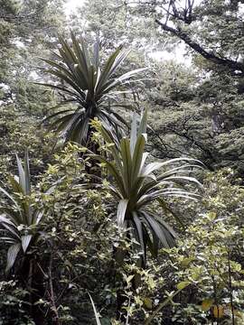 Image of Cordyline indivisa (G. Forst.) Endl.