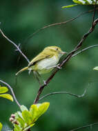 Hemitriccus nidipendulus (Wied-Neuwied 1831) resmi