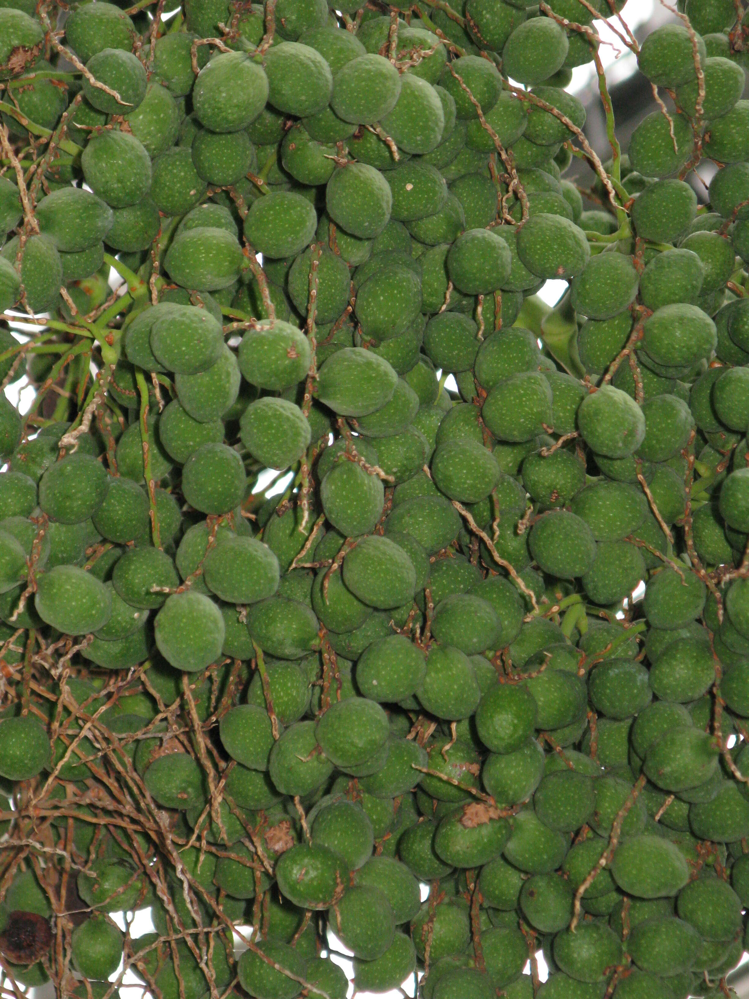 Image of Bottle Palm