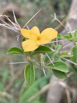 Imagem de Barleria holubii C. B. Cl.