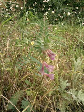 Image of Vicia pannonica subsp. striata